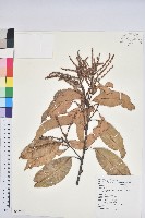 三斗石櫟藏品圖，第1張