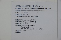 珊瑚樹藏品圖，第2張