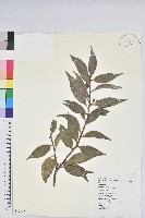 珍珠花、長尾葉越橘藏品圖，第1張