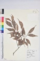 巒大越橘藏品圖，第1張