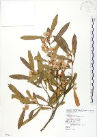 車桑子藏品圖，第1張