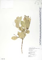 海茄苳藏品圖，第1張