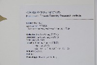 南洋馬蹄花藏品圖，第2張