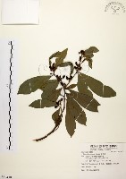 黃肉樹, 小梗木薑子藏品圖，第1張