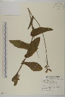 纓絨花藏品圖，第1張