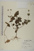 紫花霍香薊藏品圖，第1張