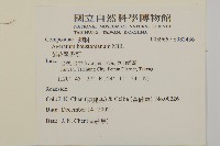 紫花霍香薊藏品圖，第2張