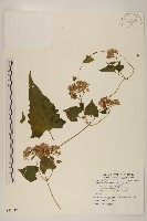 蔓澤蘭藏品圖，第1張