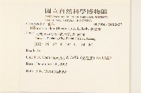 蔓澤蘭藏品圖，第2張