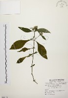 臺灣鱗球花藏品圖，第1張