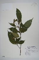 登錄號:S082532藏品圖，第1張