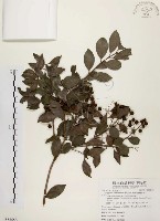 臺灣赤楠藏品圖，第1張