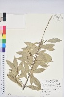 子彈石櫟、柯藏品圖，第1張