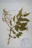 黃連木、爛心木藏品圖，第1張