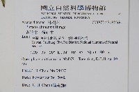 黃連木、爛心木藏品圖，第2張