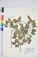 扛香藤藏品圖，第1張