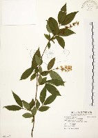 心基葉溲疏藏品圖，第1張