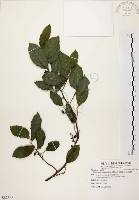 盤龍木、牛筋藤藏品圖，第1張