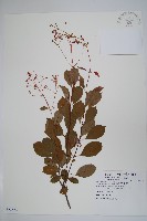 酸藤藏品圖，第1張