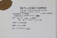 酸藤藏品圖，第2張