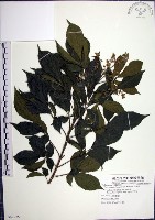 山埔姜藏品圖，第1張