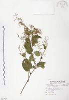 台灣何首烏藏品圖，第1張