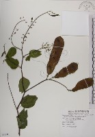 菊花木藏品圖，第1張