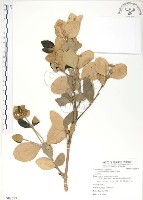 海茄苳藏品圖，第1張