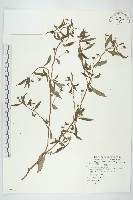 鱧腸藏品圖，第1張