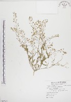 薺藏品圖，第1張