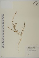 變葉藜藏品圖，第1張