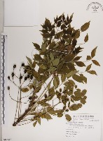 楝、苦楝藏品圖，第1張