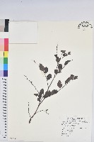 黑面神藏品圖，第1張