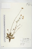 狗娃花藏品圖，第1張
