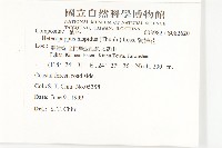 狗娃花藏品圖，第2張