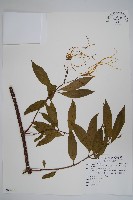 羊角扭藏品圖，第1張