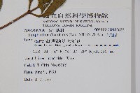 羊角扭藏品圖，第2張