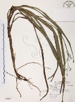 桔梗蘭藏品圖，第1張