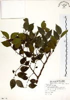 朴樹藏品圖，第1張