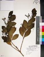 苦林盤藏品圖，第1張