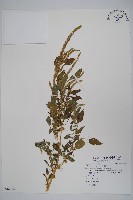 刺莧藏品圖，第1張