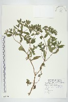 豨簽藏品圖，第1張