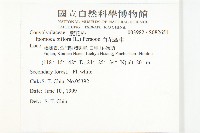 白花牽牛藏品圖，第2張