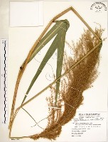 五節芒藏品圖，第1張