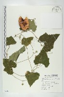 王瓜藏品圖，第1張