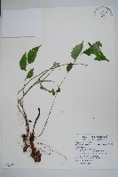 穗花蛇菰藏品圖，第1張