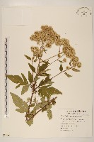 臺灣澤蘭藏品圖，第1張