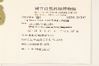 臺灣澤蘭藏品圖，第2張