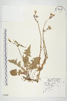 臺灣澤蘭藏品圖，第3張