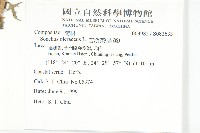 臺灣澤蘭藏品圖，第4張